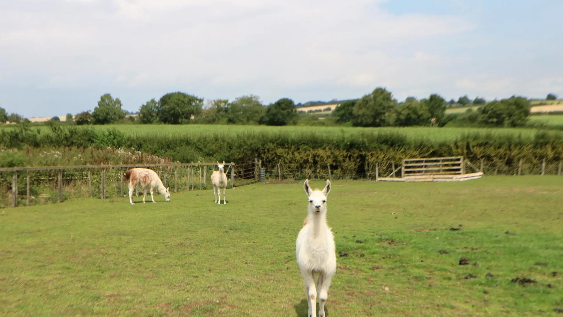 Cornfield Villa Northallerton United Kingdom